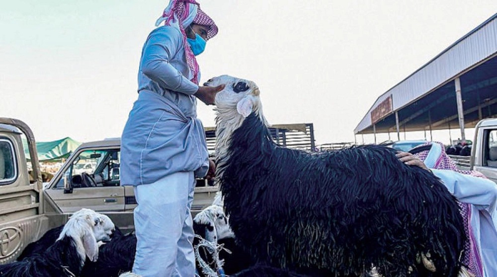 إنهيار في اسعار المواشي في الأسواق السعودية مع اقتراب عيد الاضحى المبارك .. ما هو السبب ؟