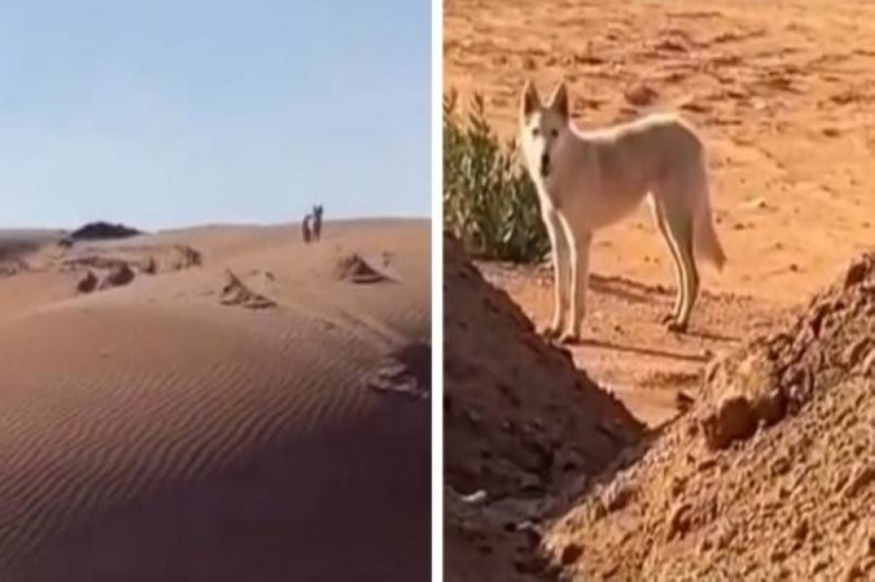 الواحد يكشت ويجي ذيب يأكله.. شاهد مواطن يوثق فيديو لذئب يتجول في نفود أشيقر